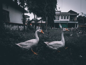 View of birds in building