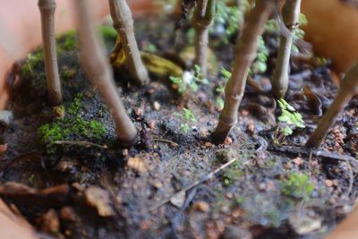 Close-up of plants in forest