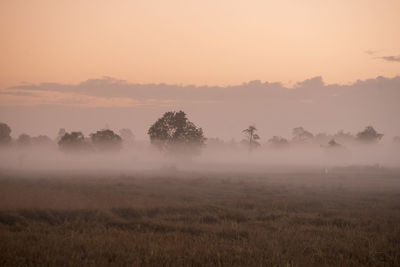 Trees on field against sky during sunset