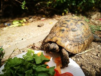 Close-up rear view of a turtle