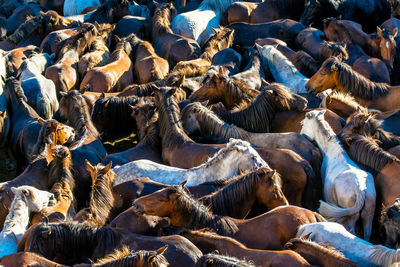 Full frame shot of horse herd