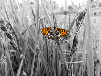 Butterfly perching on flower