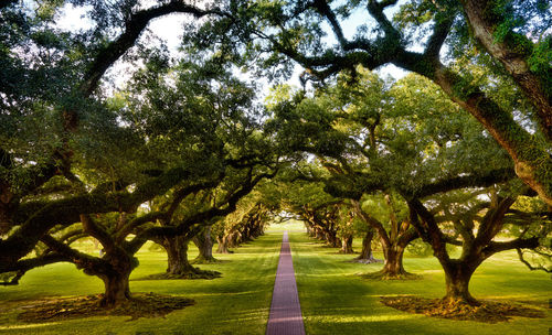 Road amidst trees in park