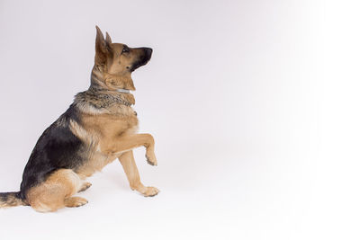 View of a dog looking away over white background