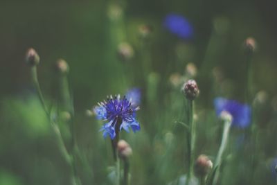 Close-up of purple flowering plant