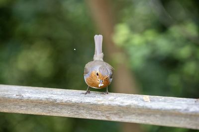 Close-up of bird perching on wood