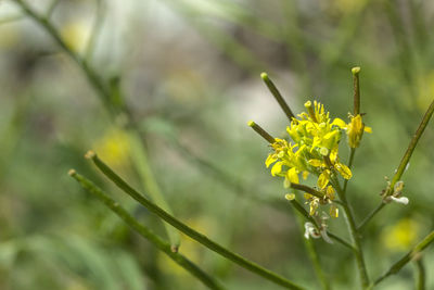 Close-up of insect on plant