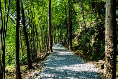 Walkway amidst trees in forest