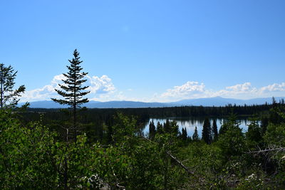 Trees on landscape against blue sky