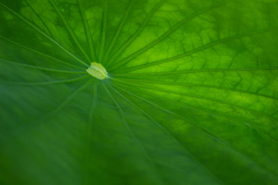 Full frame shot of leaf