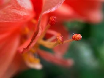 Macro shot of red flowering plant