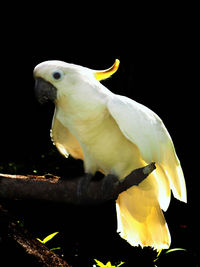 Close-up of parrot perching on black background