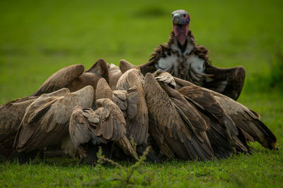 Lappet-faced vulture watches african white-backed vultures feed