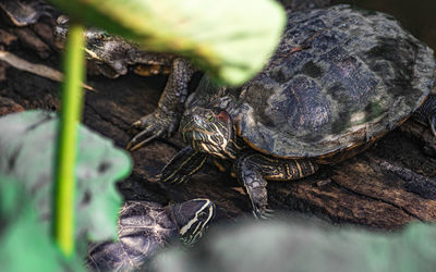 Close-up of turtle