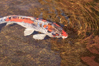 Fish swimming in water