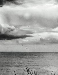 Birds flying over sea against sky