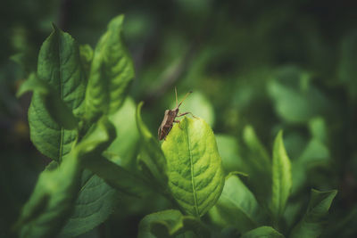 Close-up of butterfly on leaf