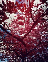 Low angle view of blooming tree