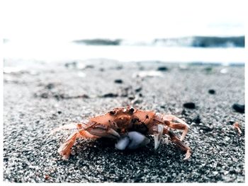 Close-up of insect on beach