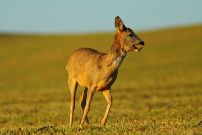 Side view of deer standing on grassy field