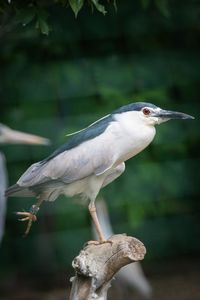 Close-up of bird perching on a tree