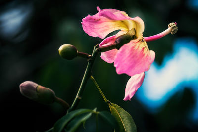 Close-up of pink flower blooming outdoors