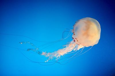 Close-up of jellyfish against blue background