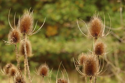 Close-up of dried thistle on plant at field