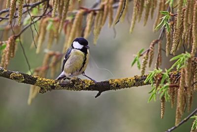 Great tit perching on branch