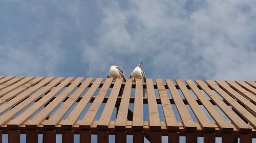 Directly below shot of two seagulls perching on fence