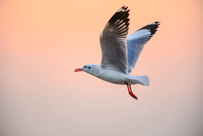 Seagull flying in the sky