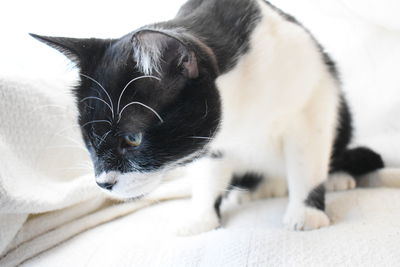 Close-up of cat looking away