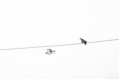 Low angle view of birds perching on cable against sky