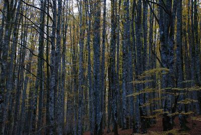 Pine trees in forest