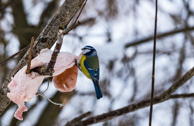 Close-up of bird perching on branch during winter