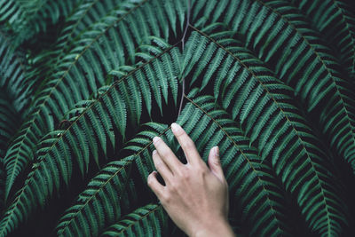 Cropped hand touching plants