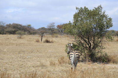 View of a horse on field