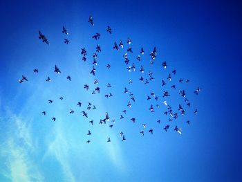 Low angle view of birds flying against sky