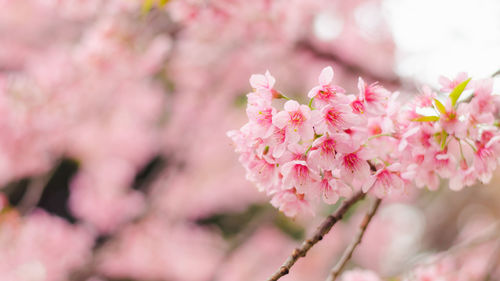 Close-up of pink cherry blossoms