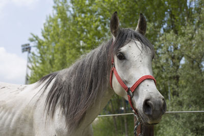 Close-up of horse on field