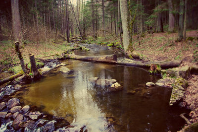 Scenic view of forest