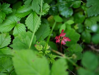 High angle view of red amidst green leaves