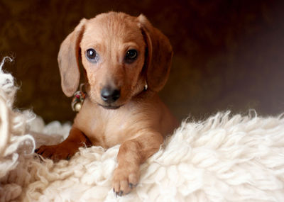 Portrait of cute puppy