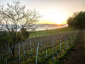 Scenic view of field against sky during sunset
