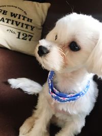 Close-up of white dog