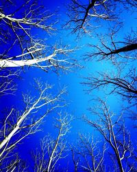 Low angle view of trees against blue sky