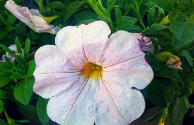 Close-up of purple flowers