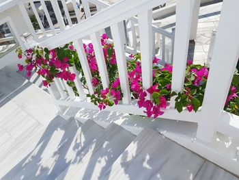 Flowers in greenhouse