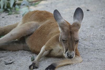 Close-up of deer