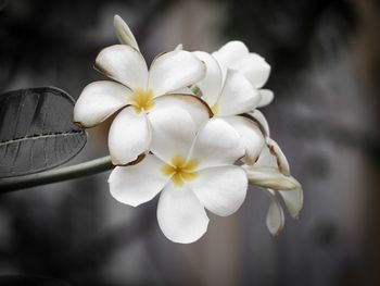 Close-up of white flowering plant